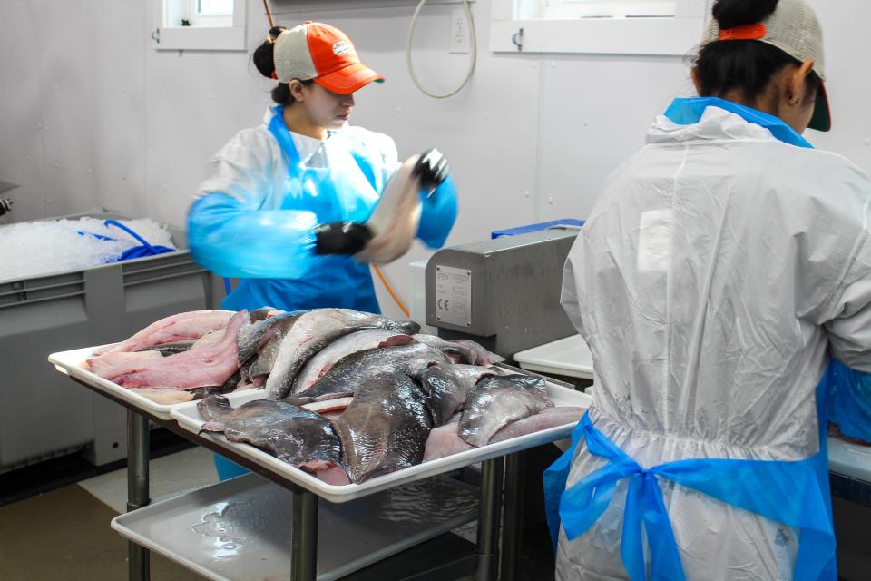 Workers process blue catfish inside Tilghman Island Seafood.