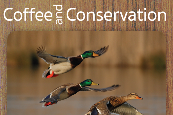 Talbot County Hosts Coffee and Conservation at Waterfowl Festival, Nov. 10